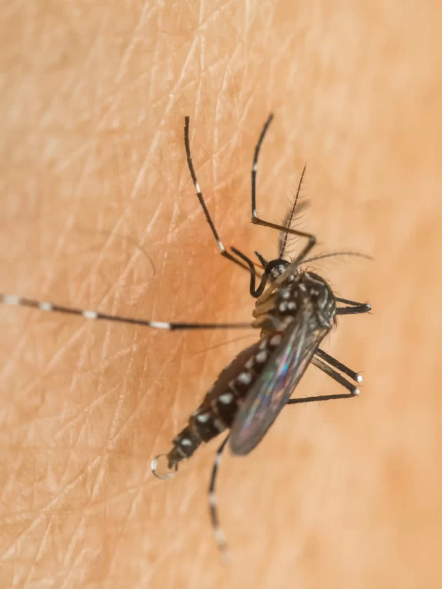 macro-mosquito-aedes-aegypti-sucking-blood-close-up-human-skin